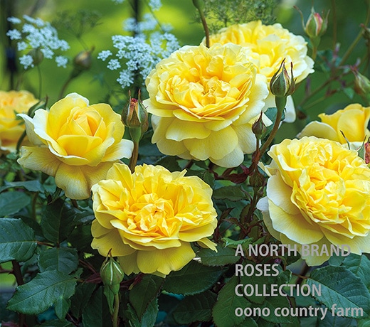 �����ݥ��åġ��磻�� &reg; / The Poet's Wife / 6��ż��������ݥå�