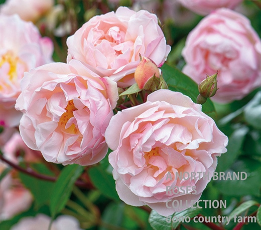 ������ǥ������֡������쥤�� &reg; / The Lady of Lake / 6��ż��������ݥå�