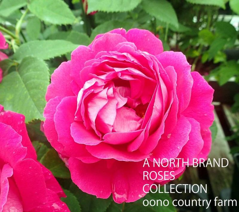 ����ꥫ�󡦥ӥ塼�ƥ��� / American Beauty / 6��ż��������ݥå�