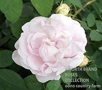 ���졼�ȡ��ᥤ�ɥ��󥺡��֥�å��� / Great Maiden's Blush / 6��ż��������ݥå�