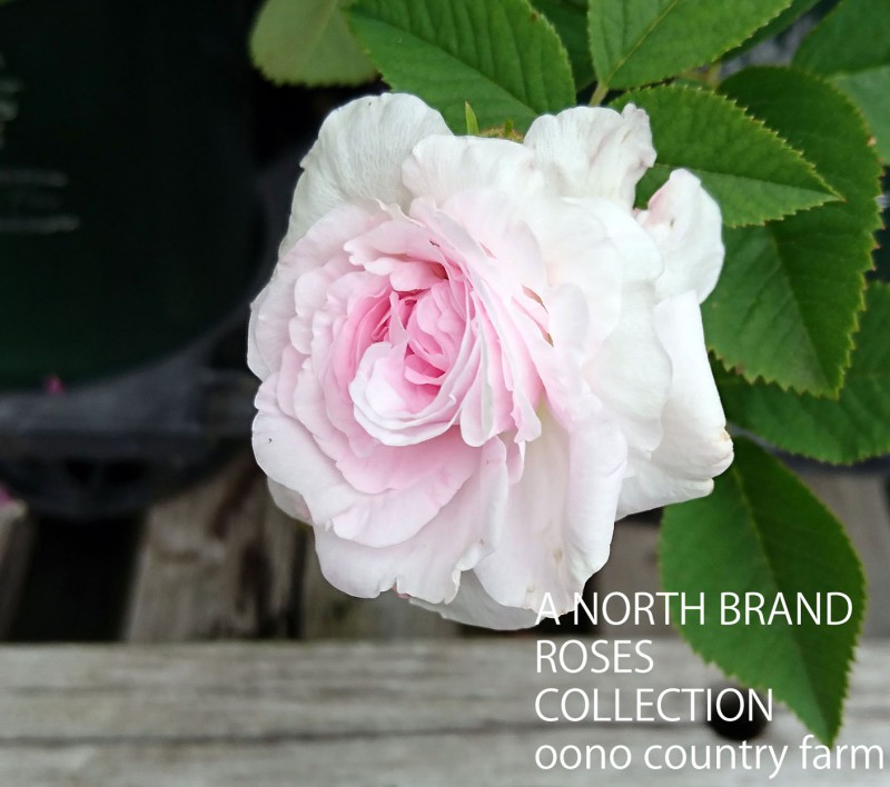 �����ꥹ / Chloris / 6��ż��������ݥå�