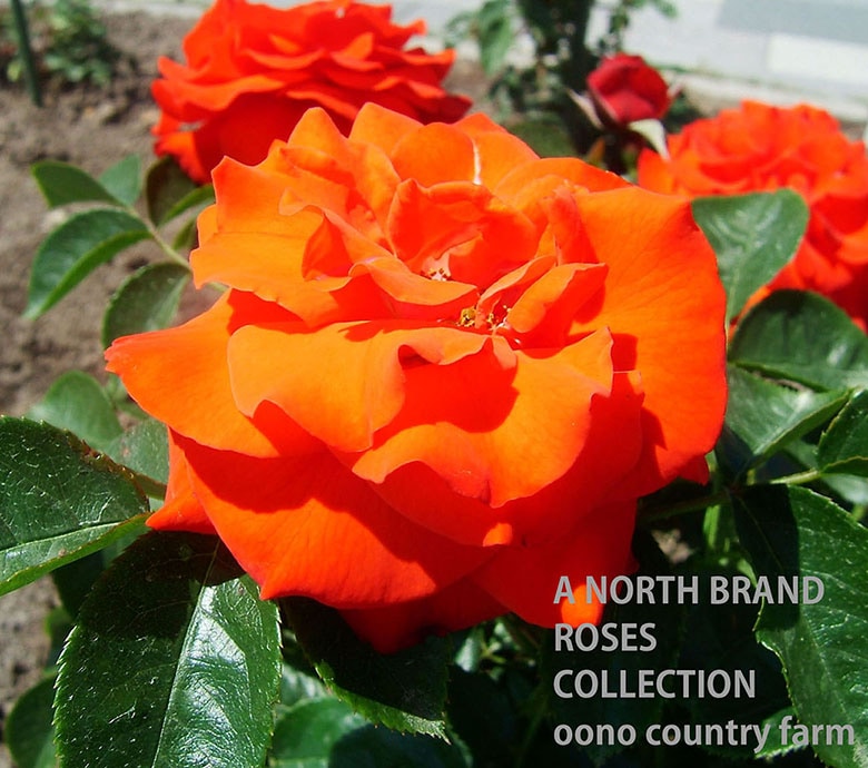 �����ԥå����ե����䡼 / Olympic Fire / 6��ż��������ݥå�