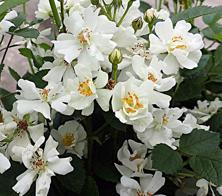 ロサ・ムルティフローラ・ナナ / Rosa multiflora nana / 6号硬質