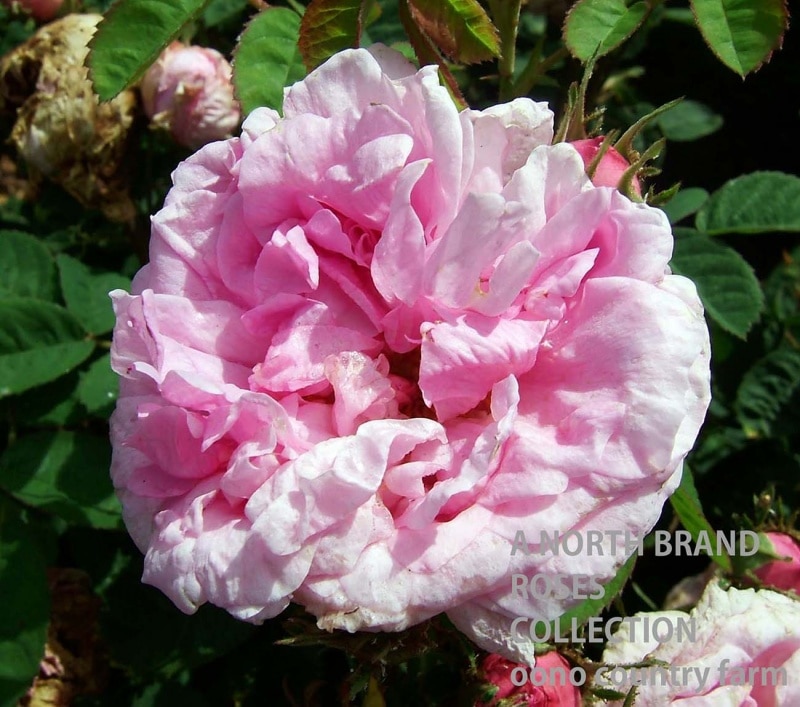 ���ݥ� / Spong / 6��ż��������ݥå�