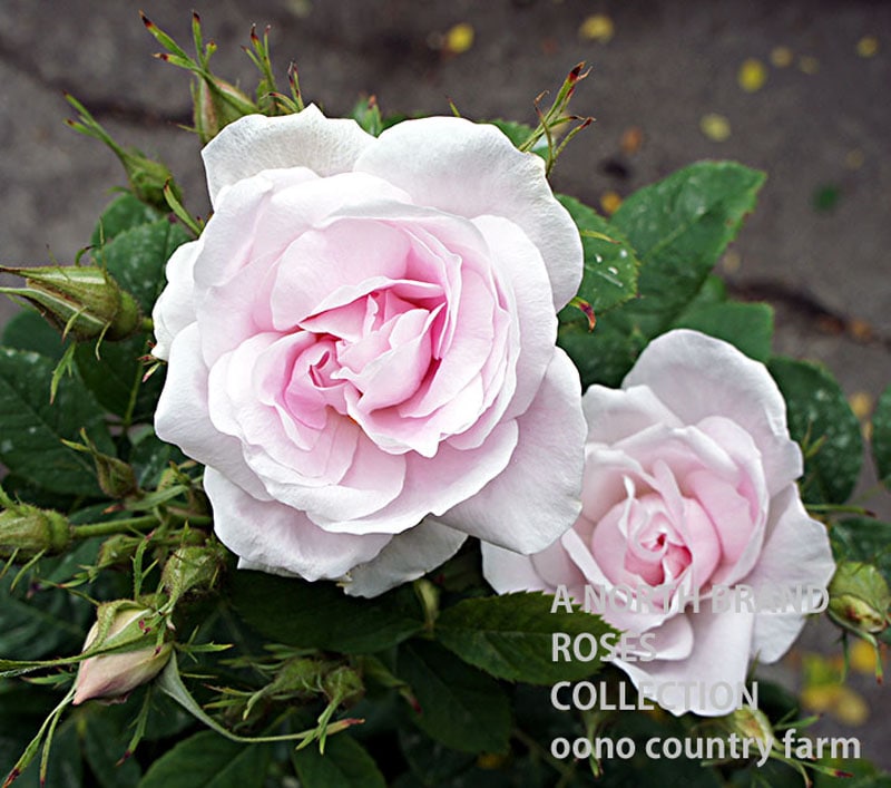 ������X�����Υʥ� / Rosa x suionum / 6��ż��������ݥå�