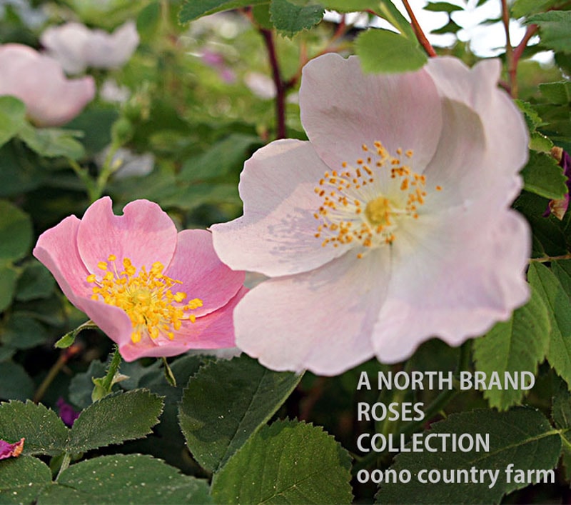 ������X���ޥ���㡼�� / Rosa x marcyana / 6��ż��������ݥå�