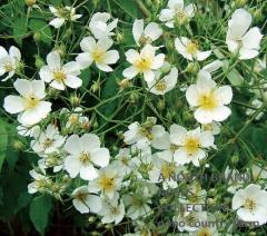 �������ե���ڥ��ƥ��եĥ����ȡ� / Rosa Fillipes��Kiftgate / 6��ż��������ݥåȻ�ǯ������