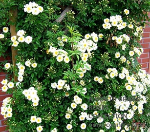 �������إ�� / Rosa Helenac / 6��ż��������ݥåȻ�ǯ������