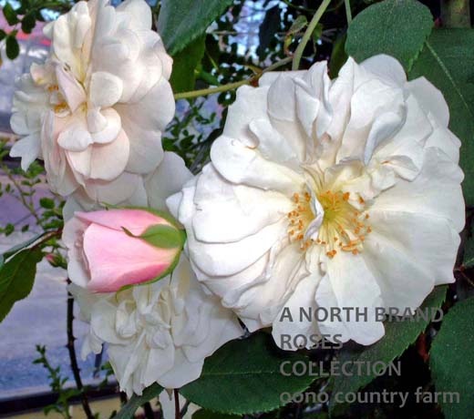 ���ǥ졼�ɡ��ɥ�쥢�� / Adelade d`Orleans / 6��ż��������ݥåȻ�ǯ������