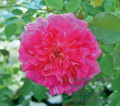 ���쥯����������������� / Alexander Girault / 6��ż��������ݥåȻ�ǯ������