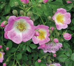 ���塼�����֥顼 / Kew Rambler / 6��ż��������ݥåȻ�ǯ������