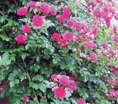 ���� / King / 6��ż��������ݥåȻ�ǯ������