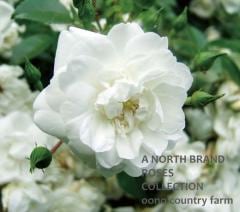 ������������ۥ磻�� / Sanders White / 6��ż��������ݥåȻ�ǯ������