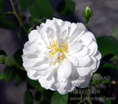 ����ͥåȡ�B�����å� / Janet B. Wood / 6��ż��������ݥåȻ�ǯ������