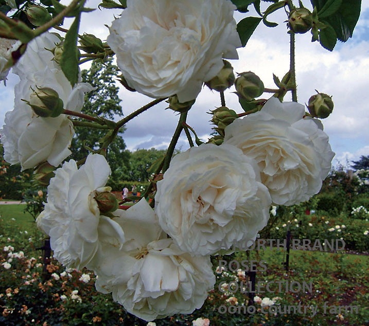 【Pinder Brothers】 ローズのジャグ 薔薇のレリーフ ジ・アレンウィック・ローズ 鉢苗 - The Alnwick® Rose Potted
