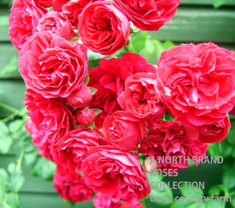 �����ӡ����������� / Chevy Chase / 6��ż��������ݥå�