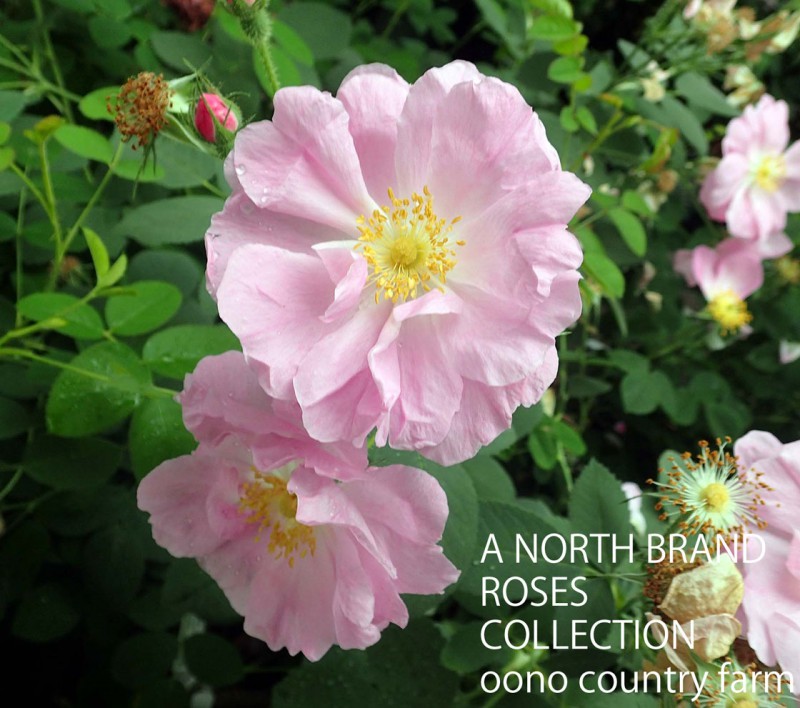 �������ݥߥե��顦�ɥ��ץ�å��� / Rosa Rosa Pomifera 'Duplex / 6��ż��������ݥå�