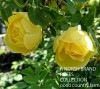 եƥڥ륷󡦥 / Rosa Foetida Persian Yellow / 6żݥå