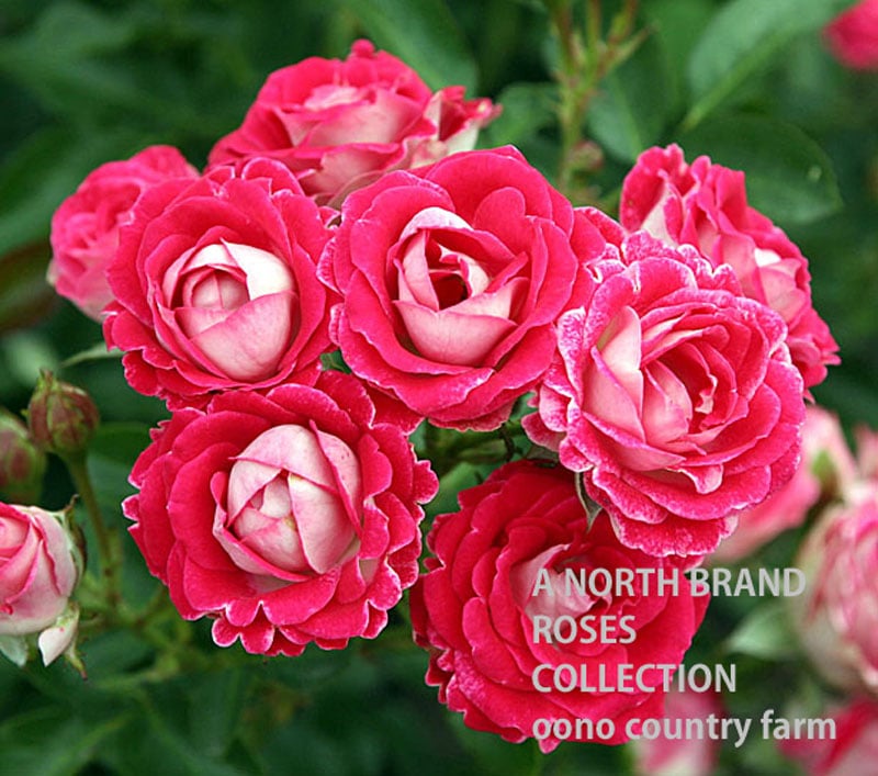 �٤�̴ &reg;  / Gaku no Yume / 6��ż��������ݥå�