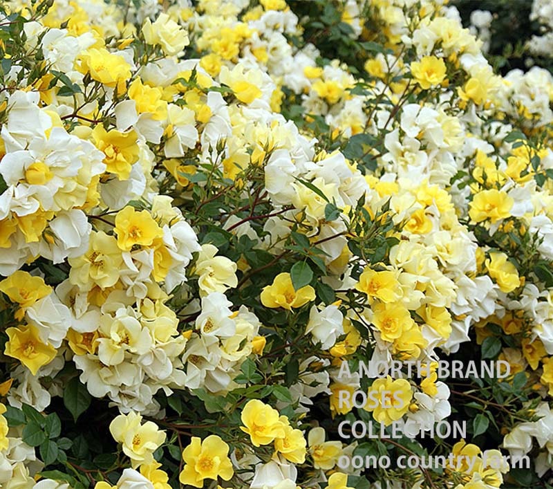 ��������å� &reg; / Limoncello / 6��ż��������ݥå�