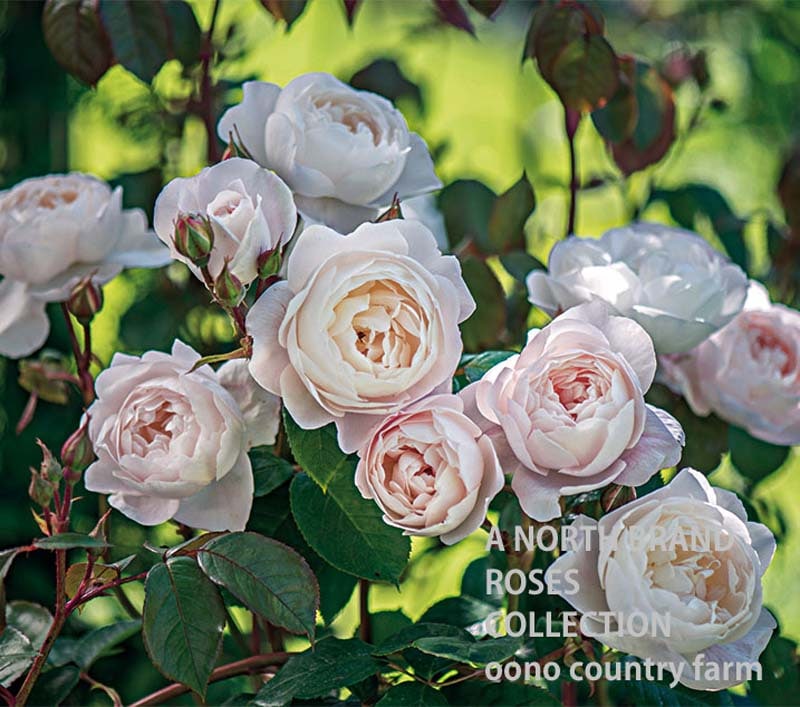 �ǥ��ǥ⡼�� &reg;  / Desdmona / 6��ż��������ݥå�