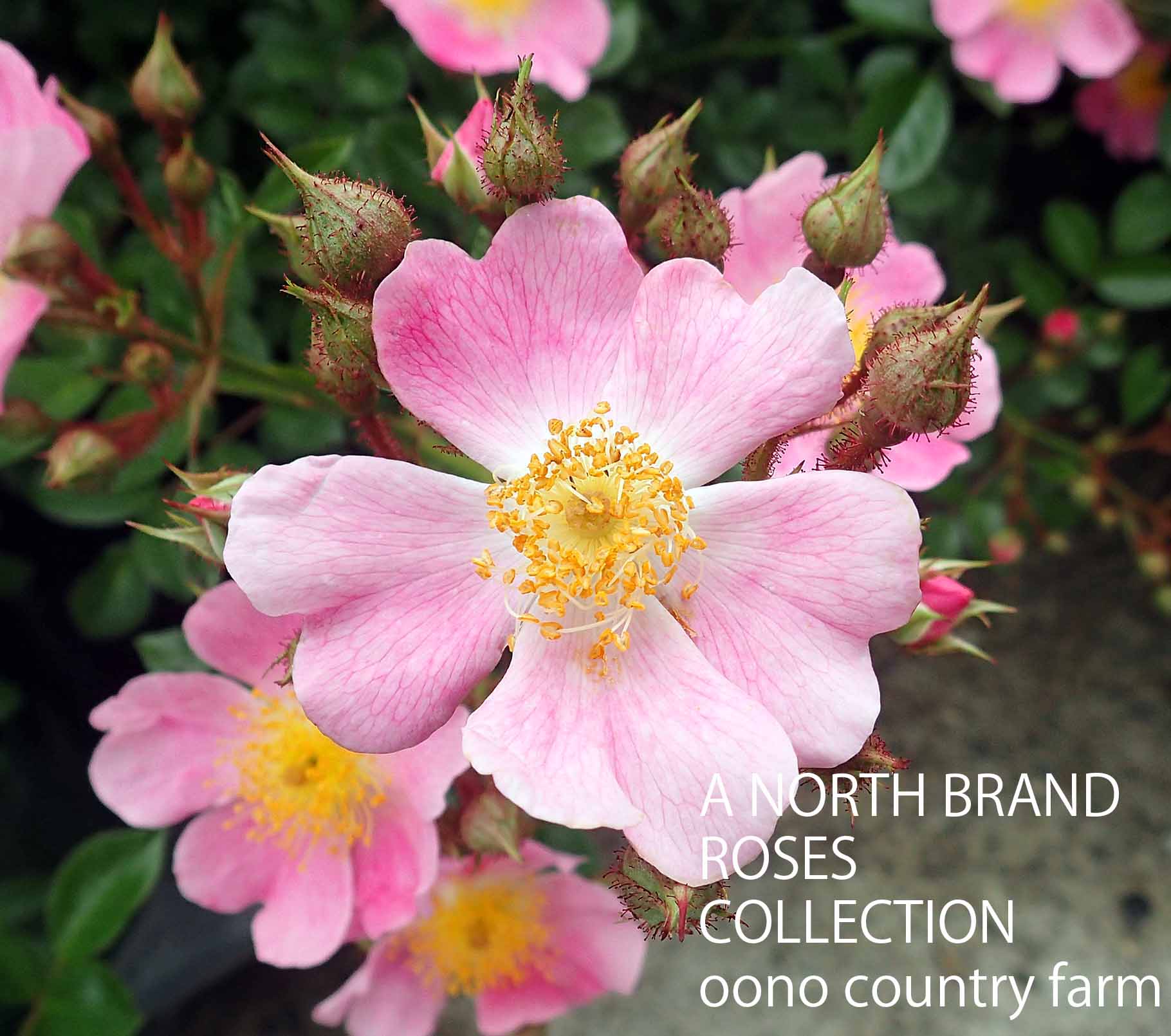 ロサ・ムルティフローラ・アデノカエタ / Rosa Multiflora adenochaeta