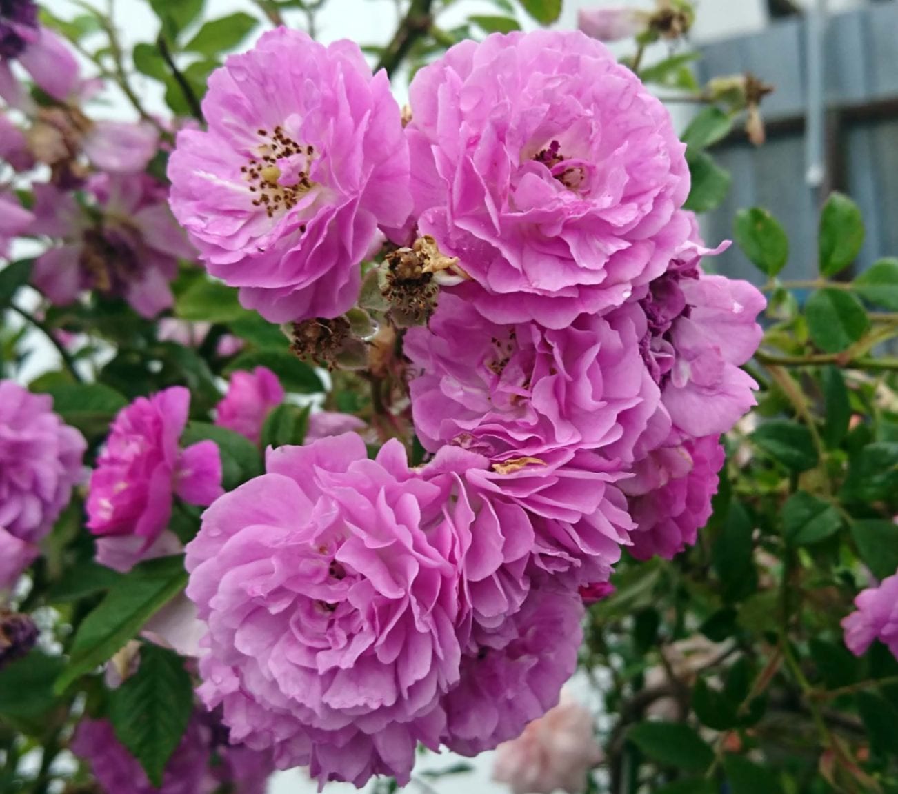 herlipto フローラル モーヴ mauve pink 旧柄 マニントン モーヴ ランブラー / Mannington Mauve Rambler / 6号硬質