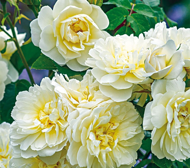 ���⡼������ &reg;  / Imogen / 6��ż��������ݥå�