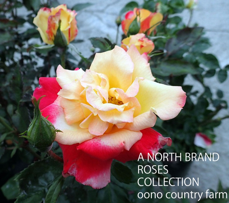 ���㡼�륹�ȥ� / Charleston / 6��ż��������ݥå�