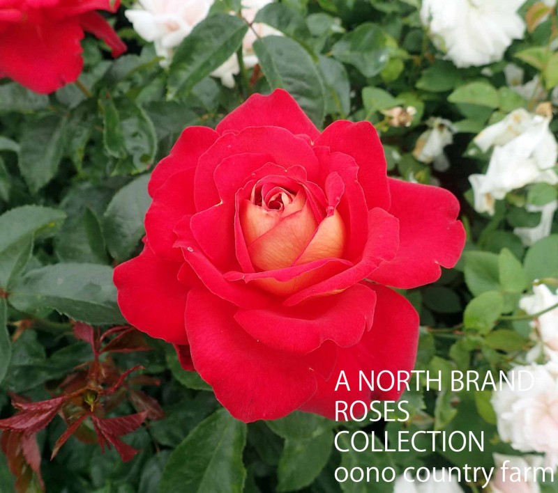 ��˾ / Kiboh / 6��ż��������ݥå�