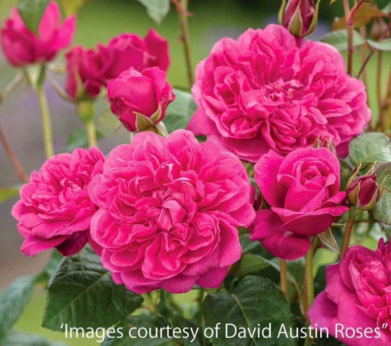 �������ॺ��L������������ &reg;  / James L. Austin(Auspike) / 6��ż��������ݥå�