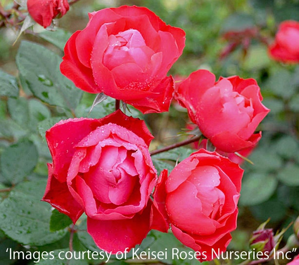 �����꡼���ܥ˥� &reg;  / Cherry Bonica / 6��ż��������ݥå�