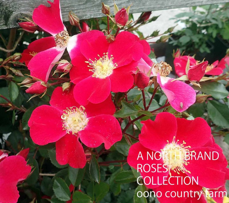 �����ǥ����ᥤ�ǥ����� &reg; / Candia Meidiland / 6��ż��������ݥå�