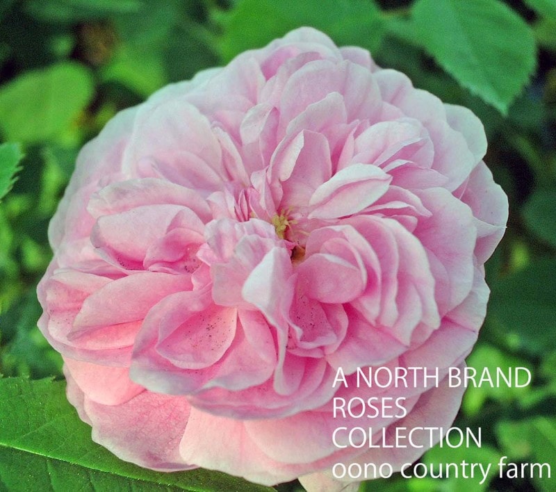 ������롦�ɥ�������� / Gloire de Guilan / 6��ż��������ݥå�