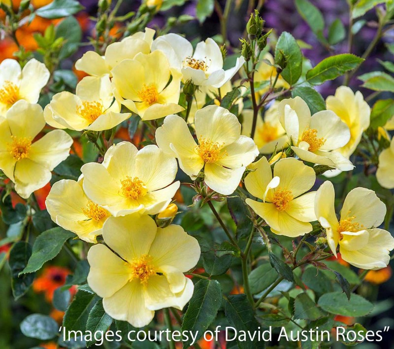 �ȥå���󥰡��Х���������ȥ꡼ &reg;  / Tottering by Gently(Auscartoon) / 6��ż��������ݥå�