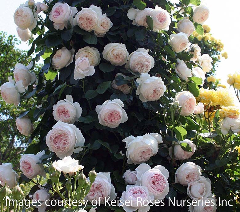 ���ꥹ�ƥ������� &reg; / Christiana / 6��ż��������ݥå�