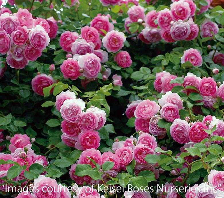 ���㥹�ߡ��� &reg; / Jasmina / 6��ż��������ݥå�