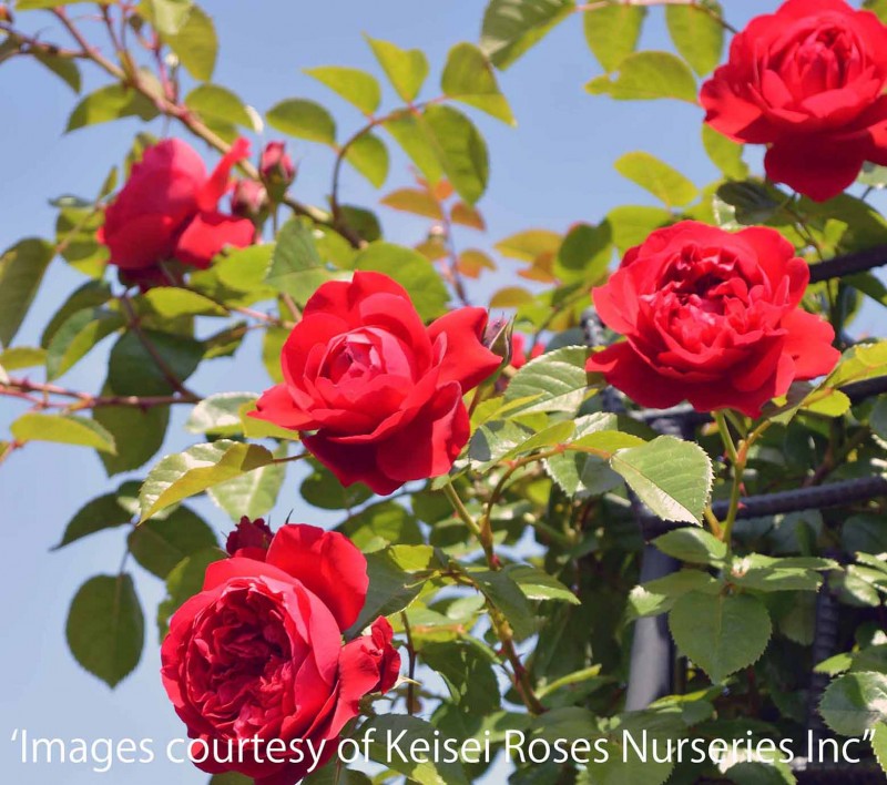 �ե����ƥ����� &reg; / Florentina / 6��ż��������ݥå�