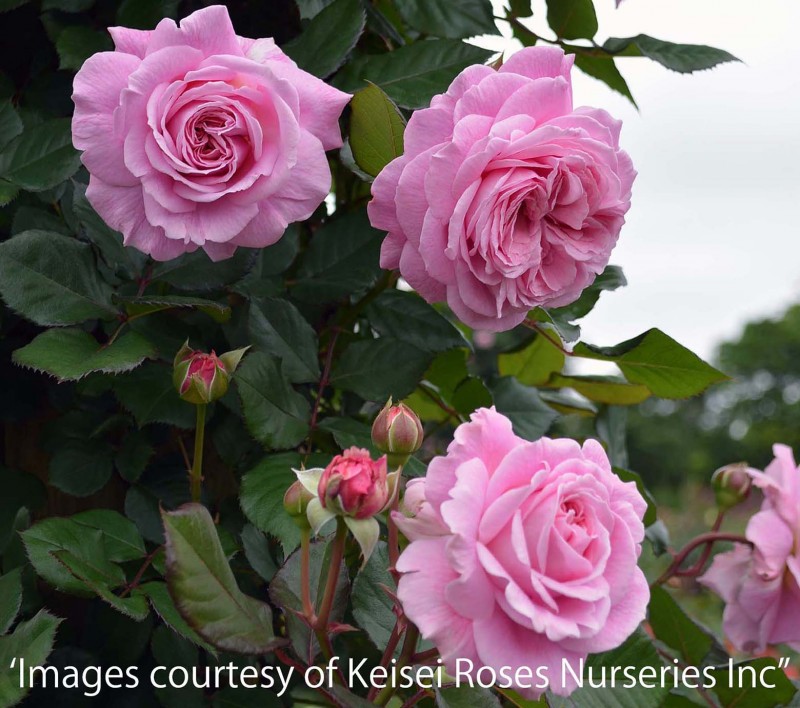 �ޥ꡼���إ�ꥨ�å� &reg; / Marie Henriette / 6��ż��������ݥå�