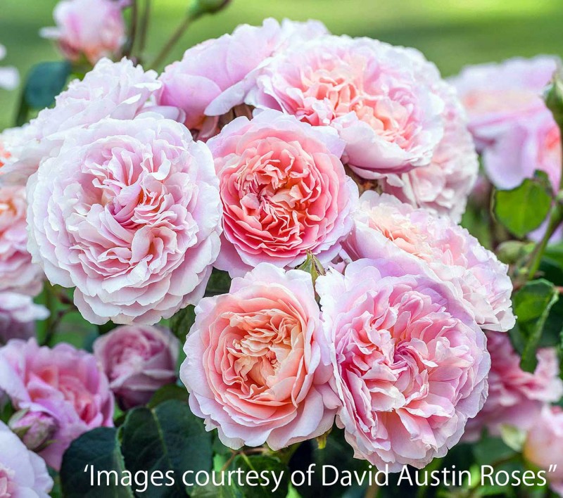 �桼���ƥ������������� &reg;  / Eustacia Vye (Ausegdon) / 6��ż��������ݥå�