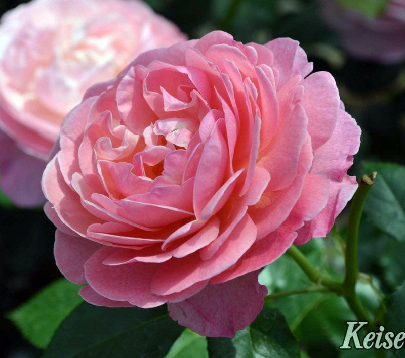 ����ʡ����ե����� &reg; / Kolner Flora / 6��ż��������ݥå�