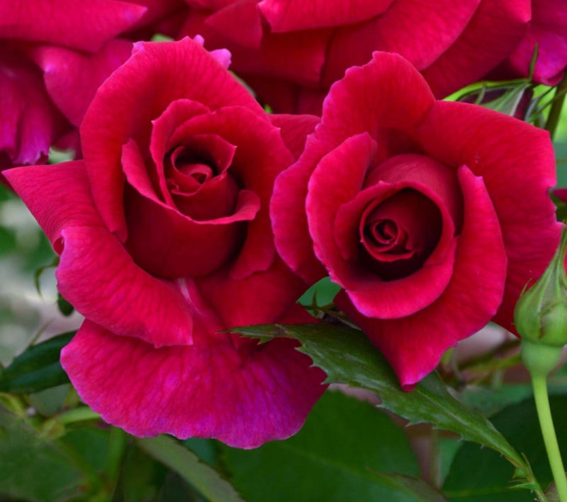 ��֥��ȥ�å� &reg; / Lovestruck / 6��ż��������ݥå�