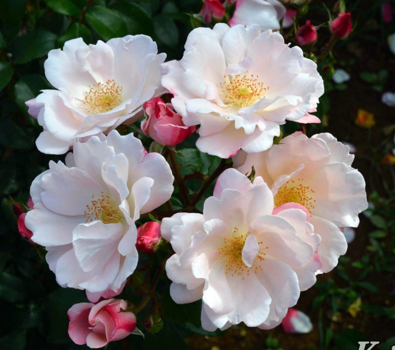 ���졼�ƥ� &reg;  / Gretel / 6��ż��������ݥå�