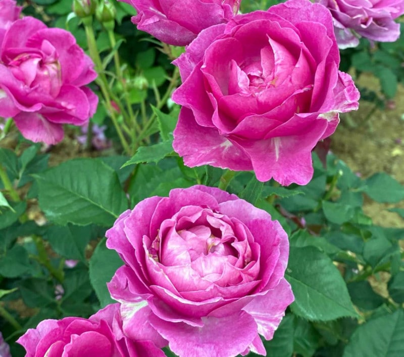 ���ɥ����롦���ࡼ�� &reg; / Odeur d'Amour / 6��ż��������ݥå�