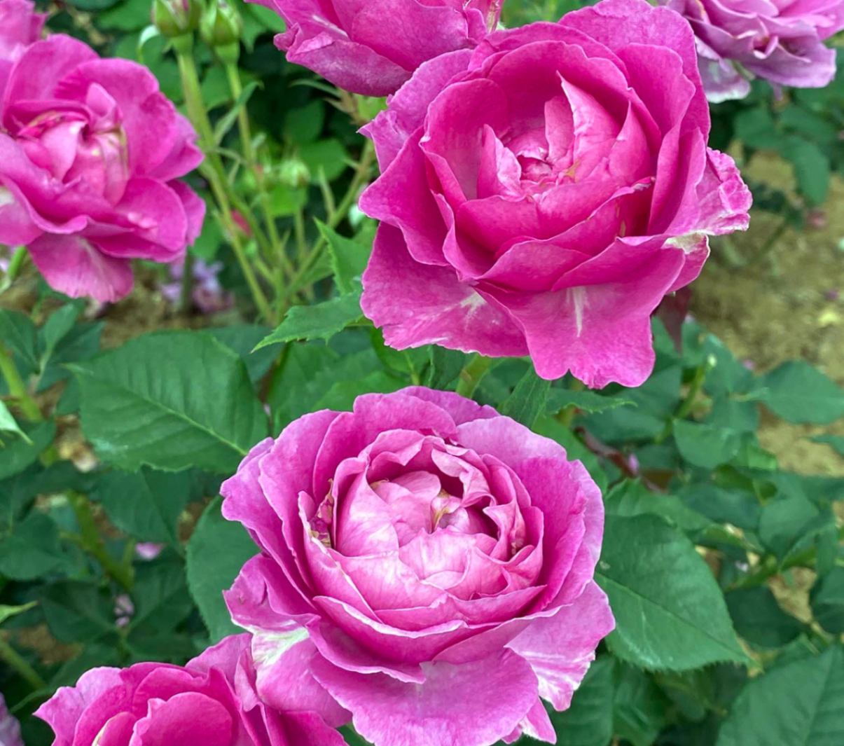 オドゥール・ダムール ® / Odeur d'Amour / 6号硬質ローズポット