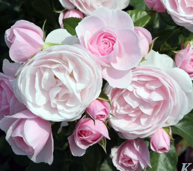 �ϥ󥹡������ͥХ��� &reg; / Hans Goenewein / 6��ż��������ݥå�