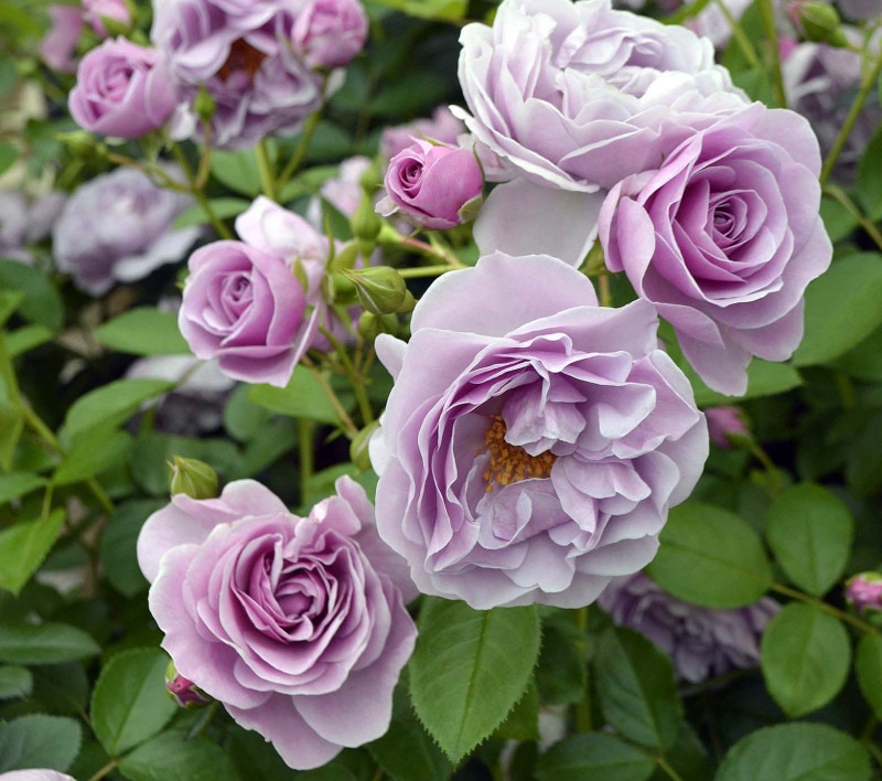 �ץ������� &reg; / Prologue / 6��ż��������ݥå�