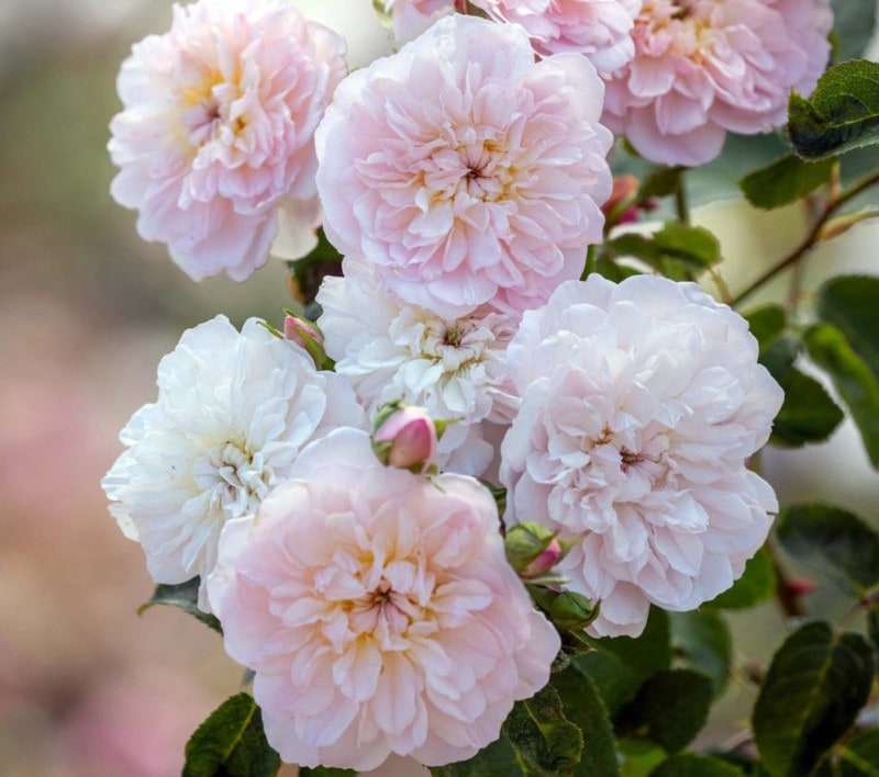 ���ꥶ�٥� &reg;  / Elizabeth (Ausmajesty) / 6��ż��������ݥå�