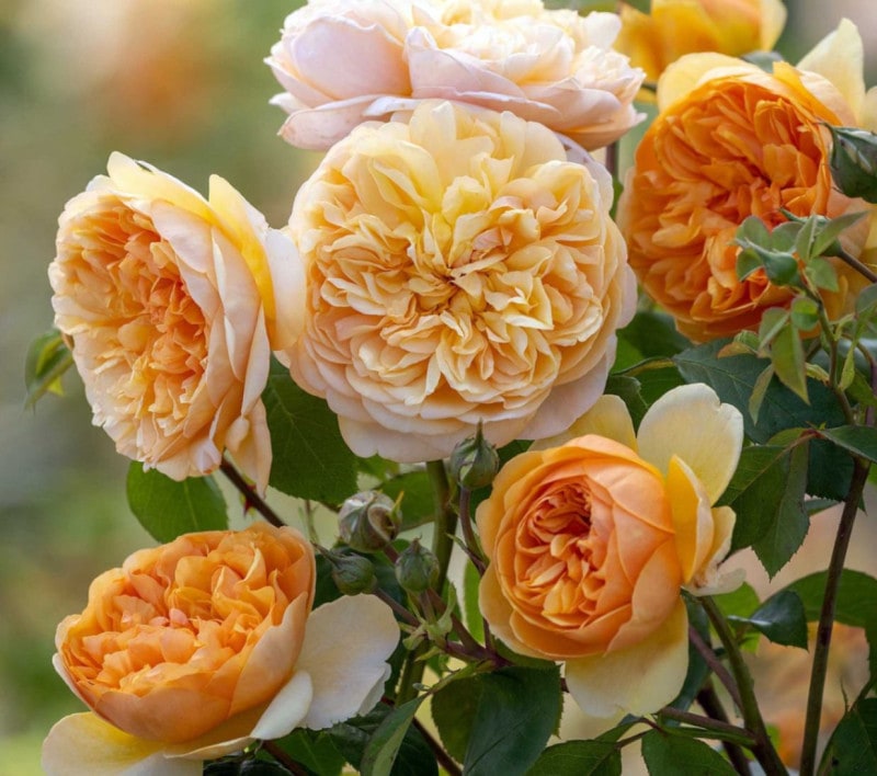 �֥�󥰡��ߡ������󥷥㥤�� &reg;  / Bring Me Sunshine (Ausernie) / 6��ż��������ݥå�