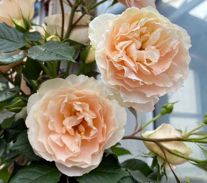 �ޥƥ����������饦�ǥ������������� &reg; / Motthias Claudius Rose / 6��ż��������ݥå�